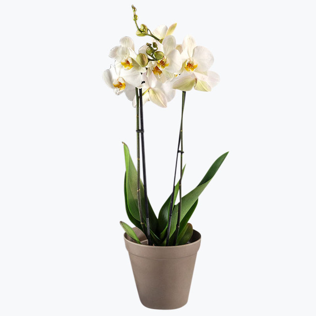 Orkide i passende potte